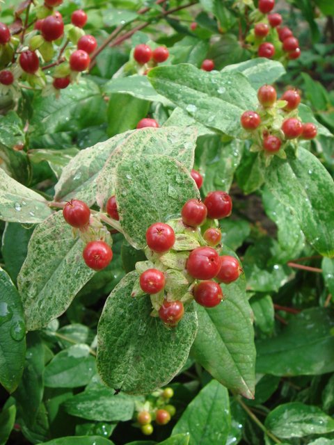 Hypericum androsaemum 'Gladys Brabazon' fruit
